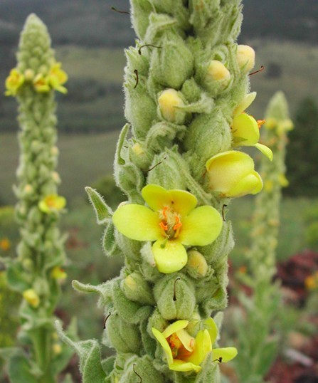 Verbascum thapsus seed Mullein 